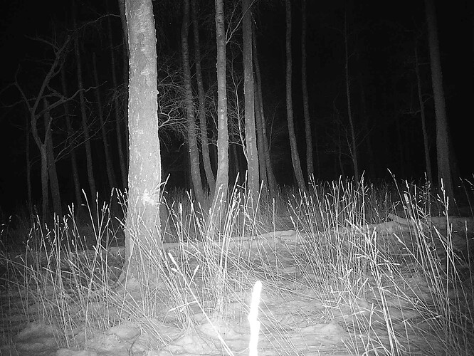 trailcam_image