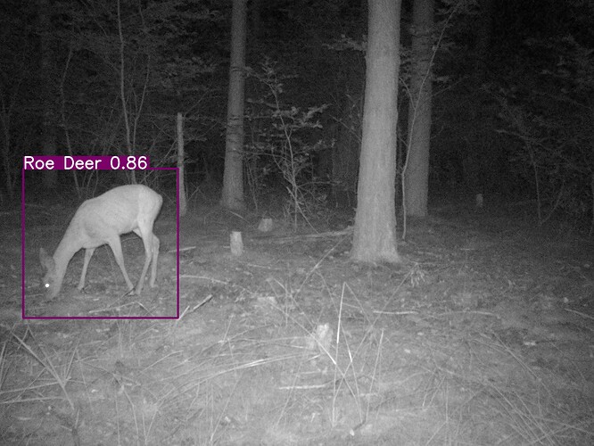 trailcam_image