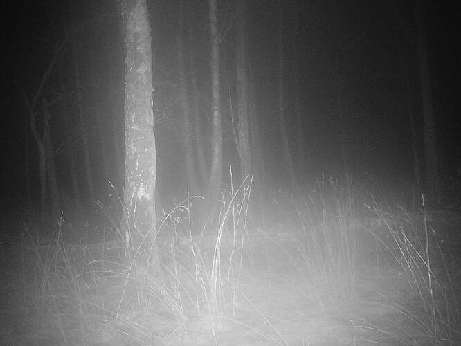 trailcam_image