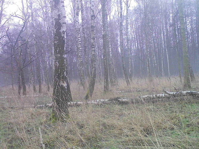 trailcam_image