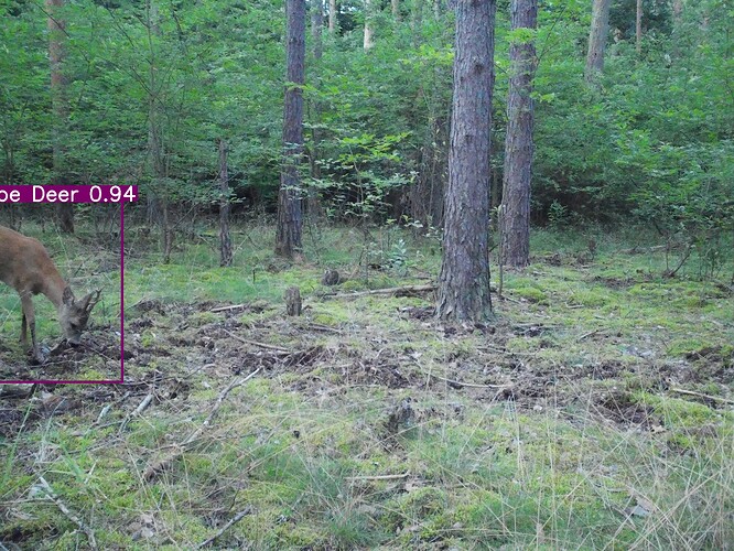 trailcam_image