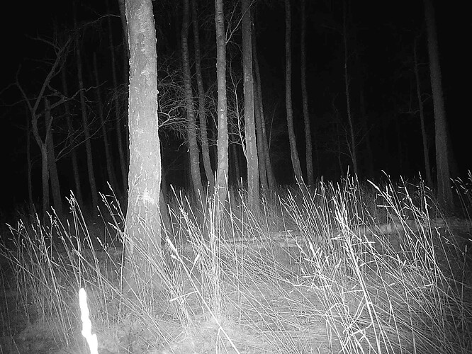 trailcam_image