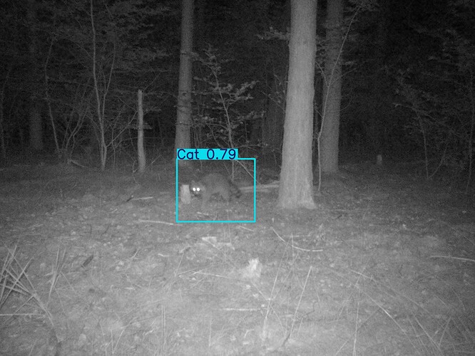 trailcam_image