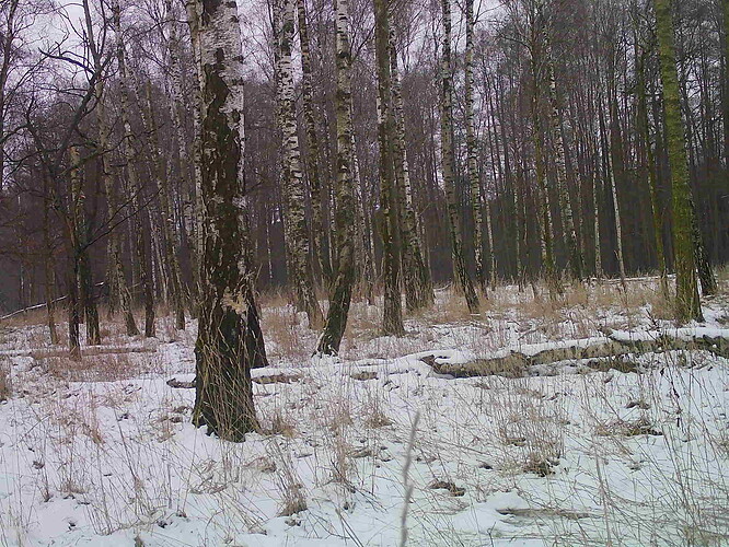 trailcam_image