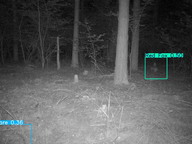 trailcam_image