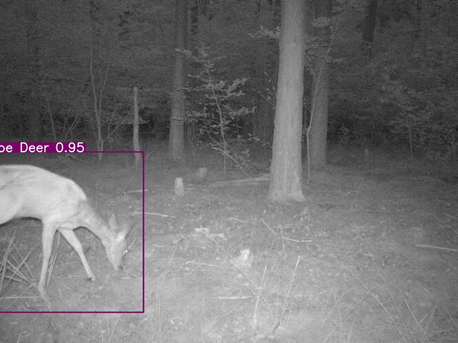 trailcam_image