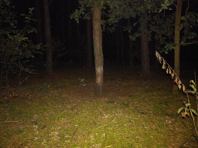 trailcam_image