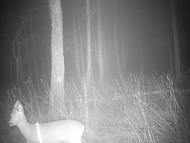 trailcam_image