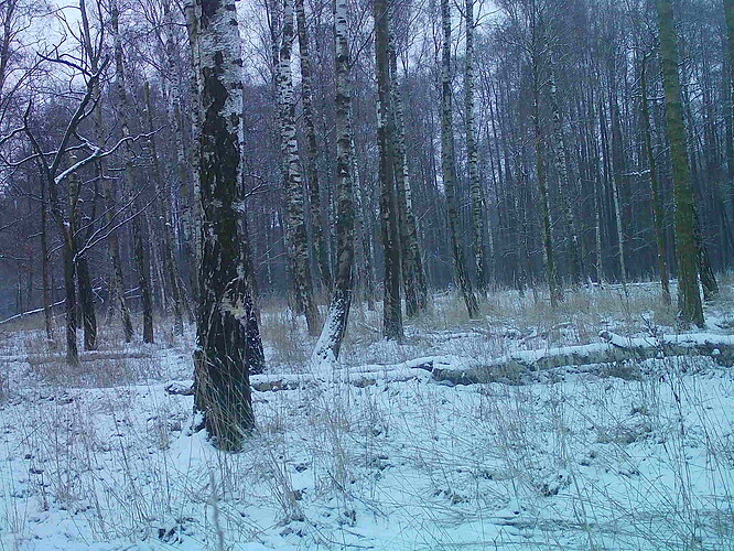 trailcam_image