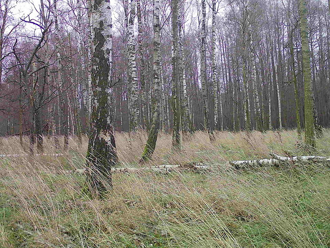 trailcam_image