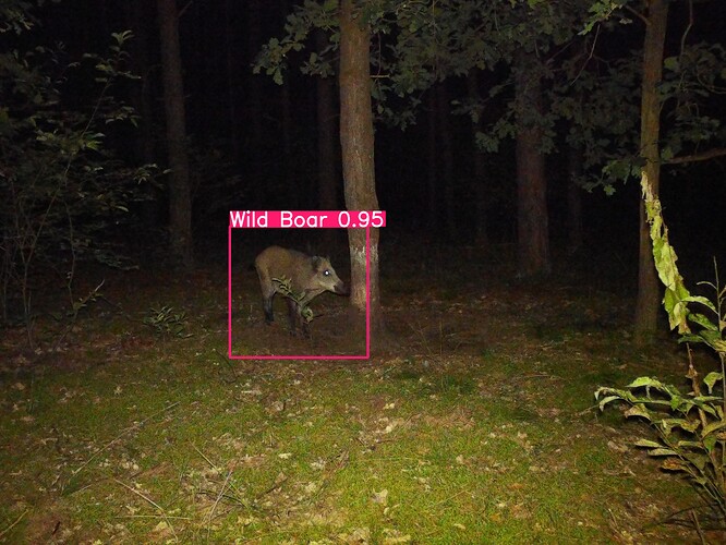trailcam_image