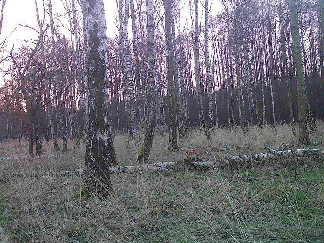 trailcam_image