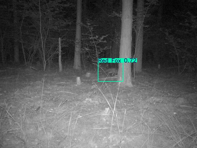 trailcam_image