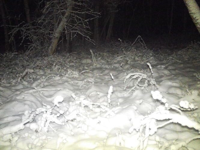 trailcam_image