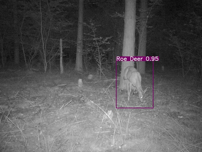 trailcam_image