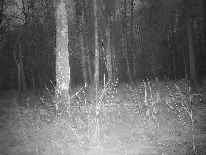 trailcam_image