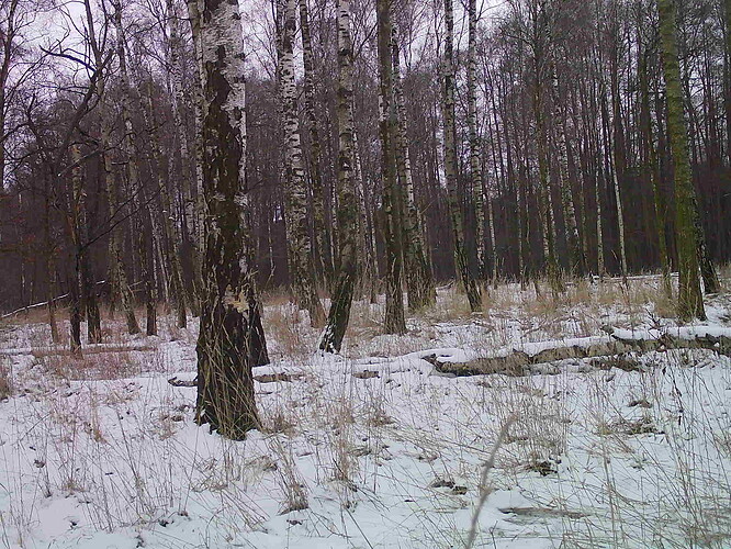 trailcam_image