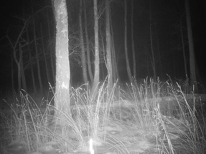 trailcam_image