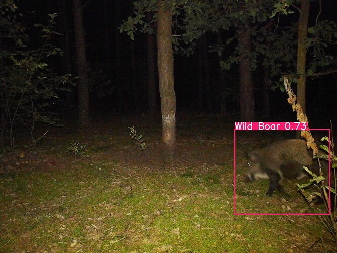 trailcam_image