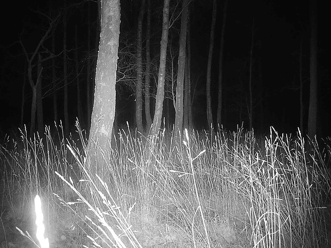 trailcam_image