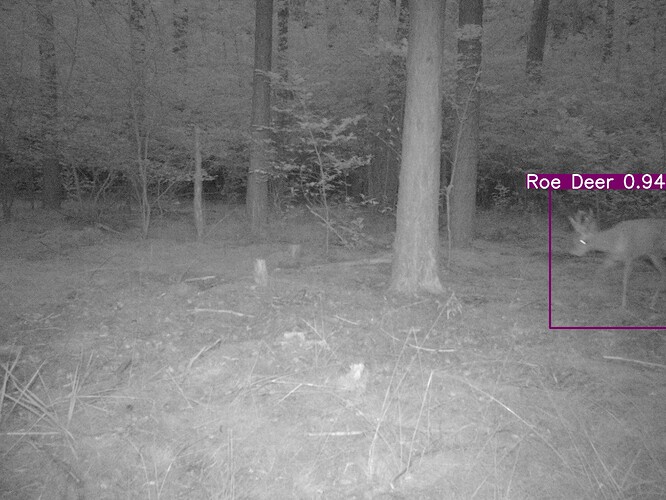 trailcam_image