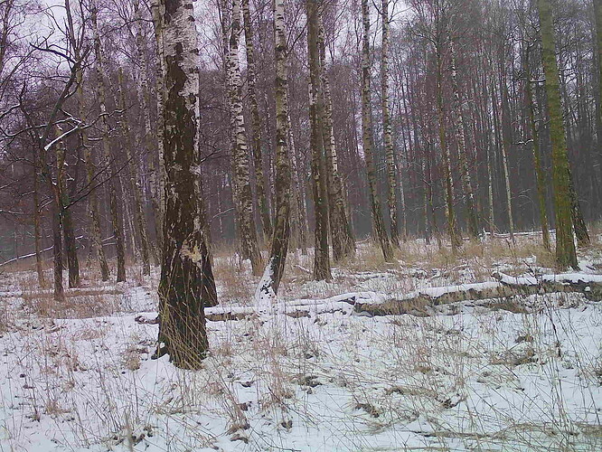 trailcam_image