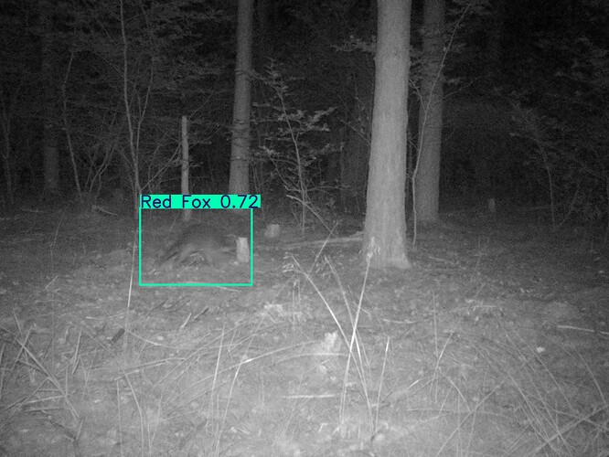 trailcam_image