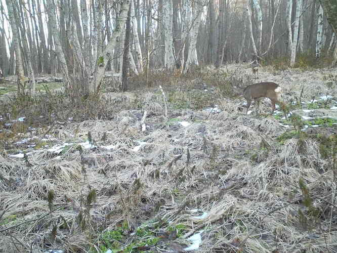 trailcam_image