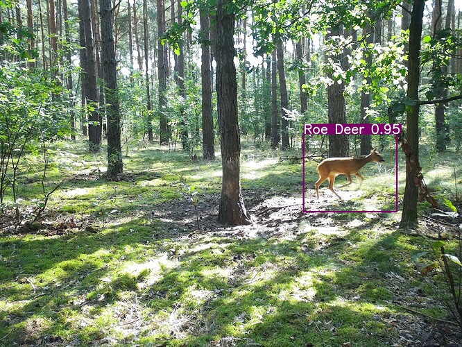 trailcam_image
