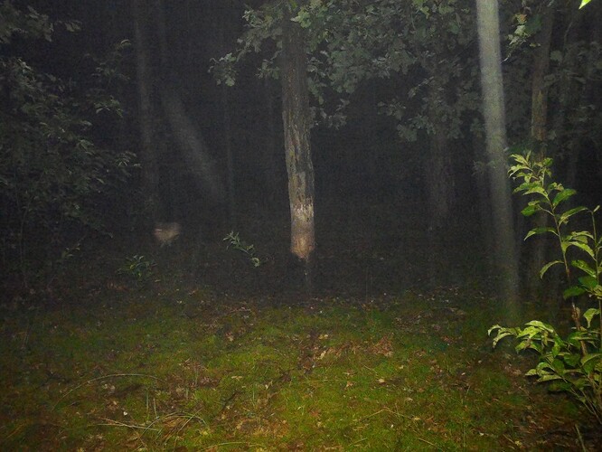 trailcam_image