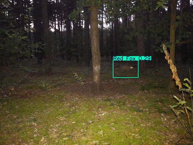 trailcam_image