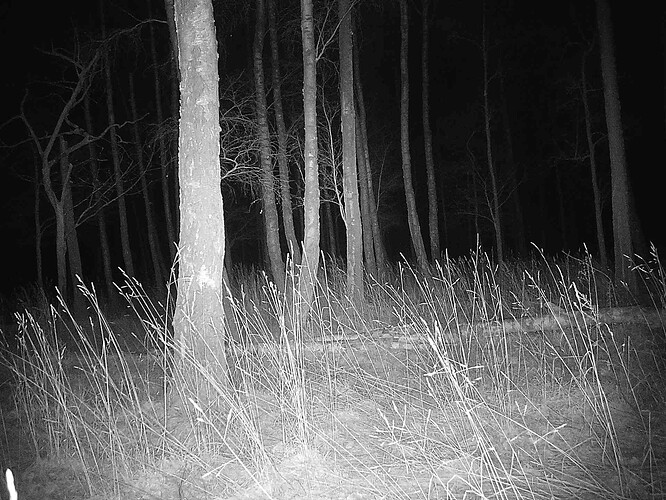 trailcam_image