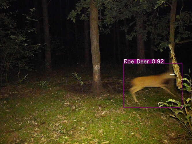 trailcam_image