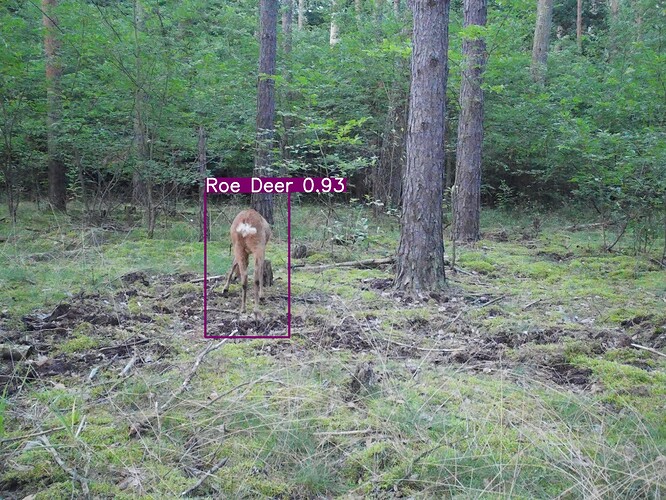 trailcam_image