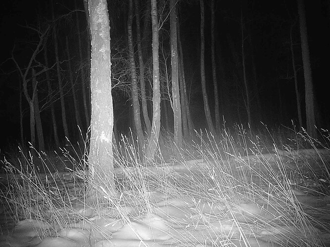 trailcam_image