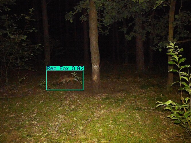 trailcam_image