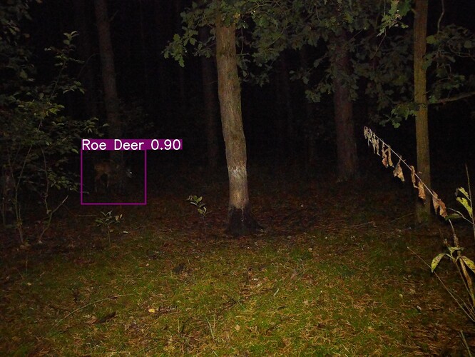 trailcam_image