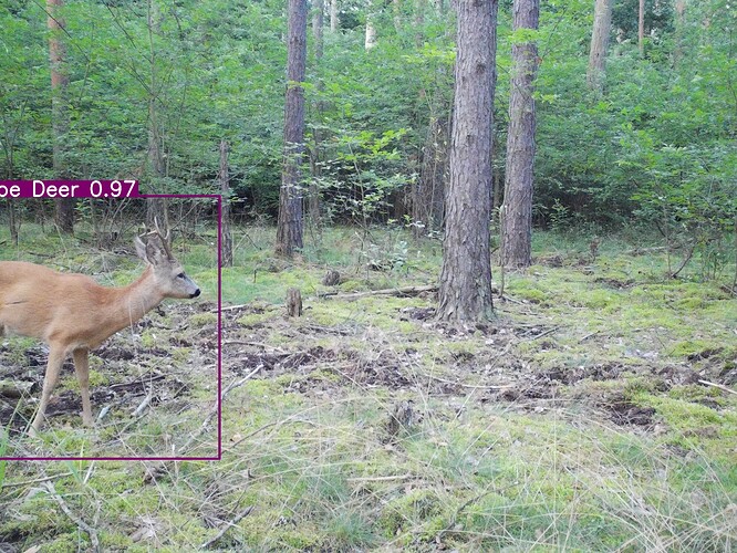 trailcam_image