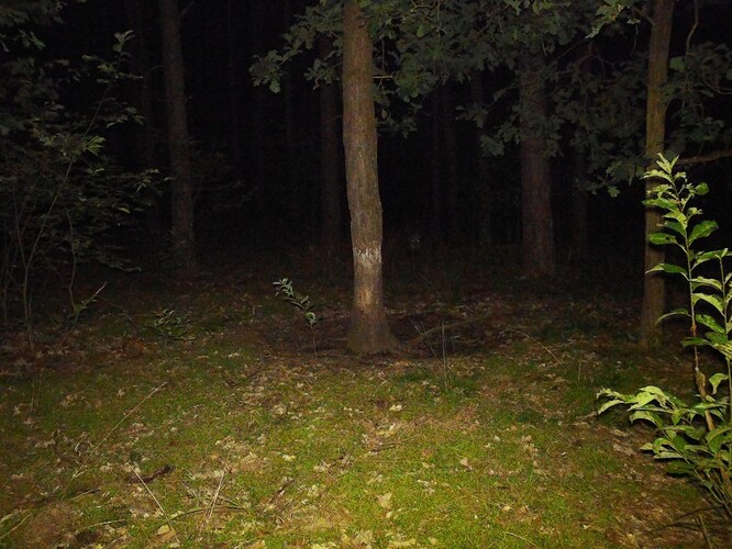 trailcam_image