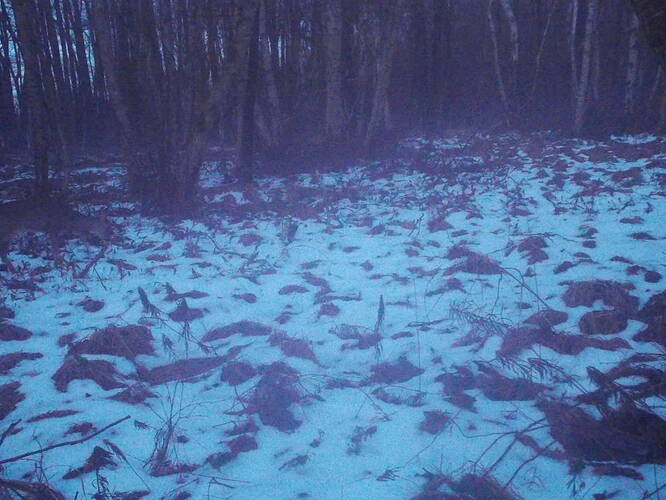 trailcam_image