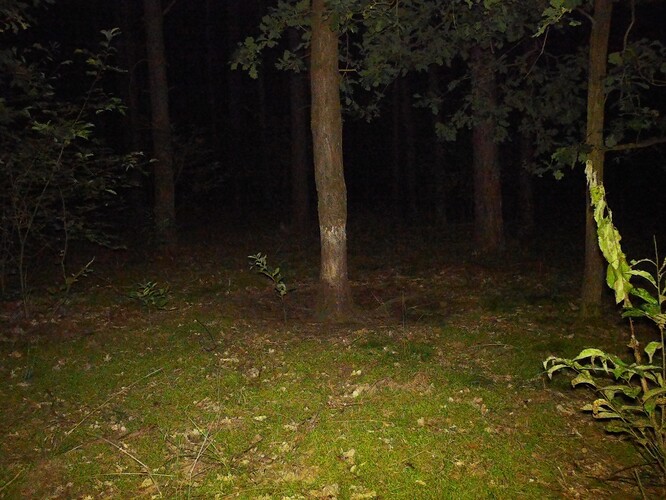 trailcam_image
