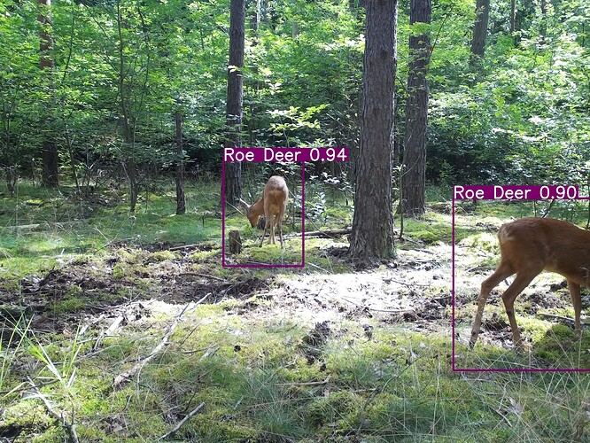 trailcam_image