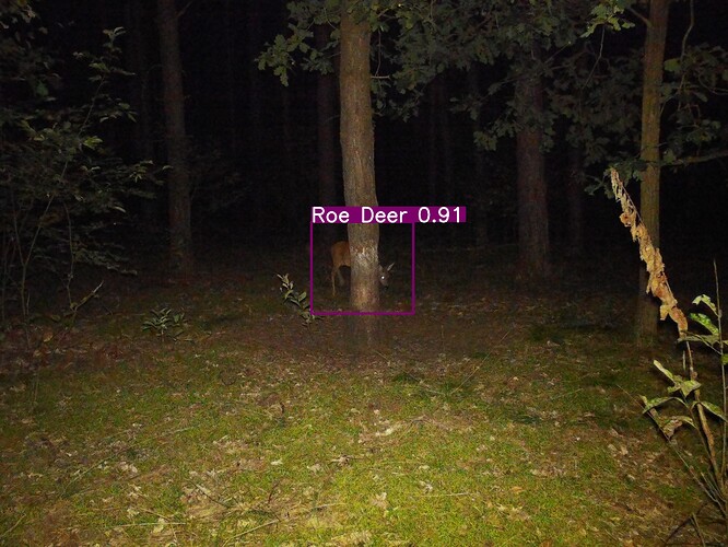 trailcam_image