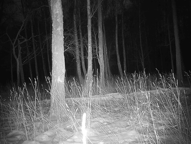 trailcam_image