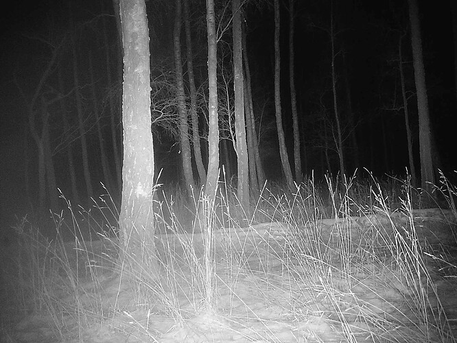 trailcam_image