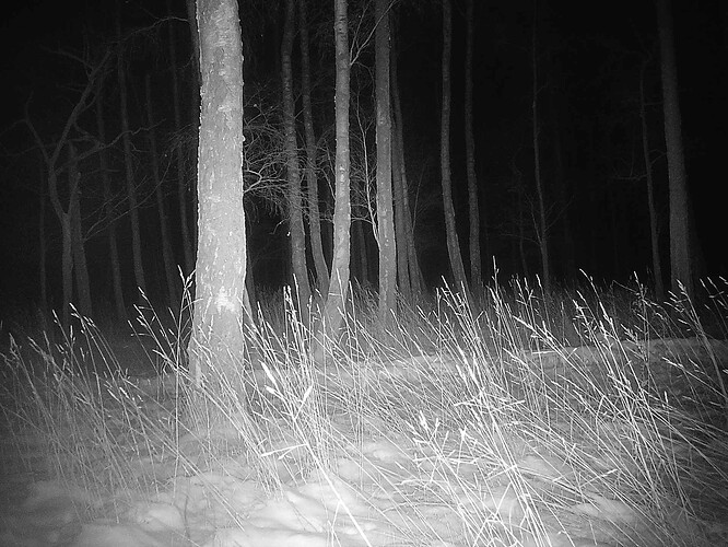 trailcam_image