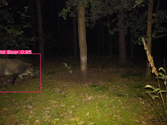 trailcam_image
