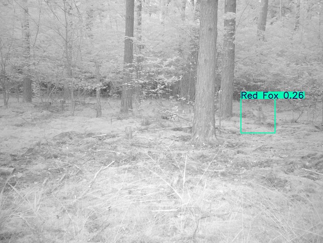 trailcam_image