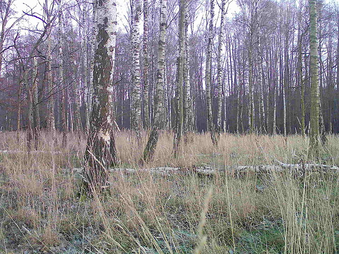 trailcam_image