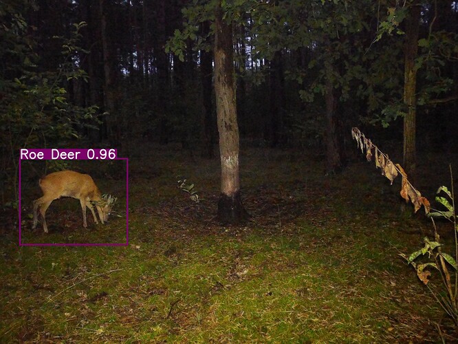 trailcam_image